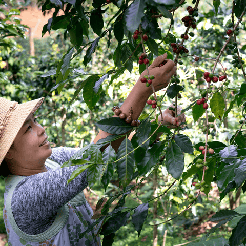 How Women are Changing the Face of the Coffee Industry - Everyday People Coffee & Tea