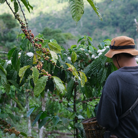 Person inspecting coffee beans on a tree in a lush green forest
