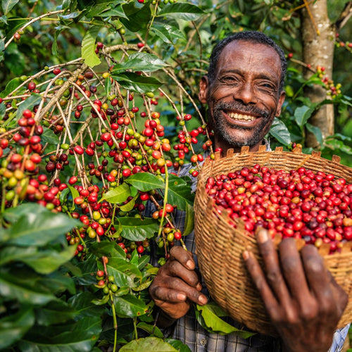 OCFCU cooperative members processing coffee in traditional Ethiopian methods