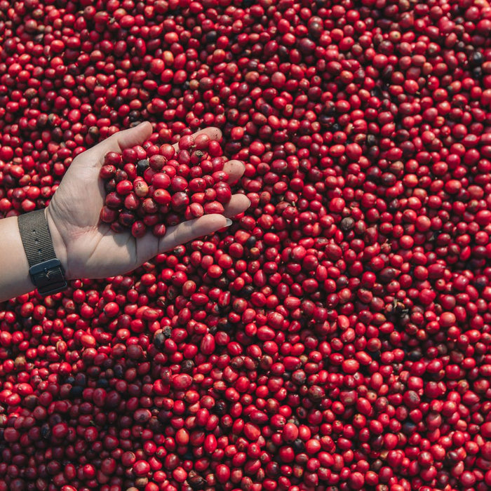 Guatemala coffee farms in Huehuetenango region with volcanic mountains
