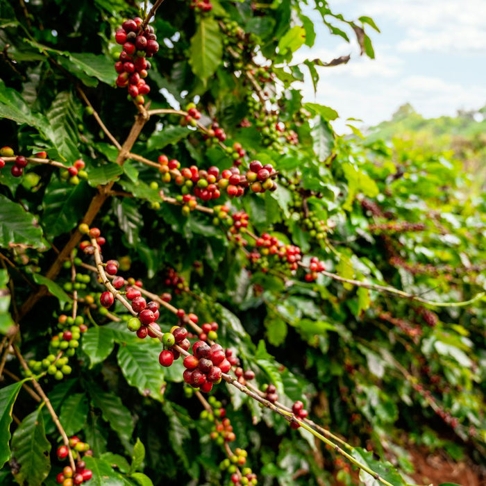 Peru coffee farms in Amazonas region with Andean mountains