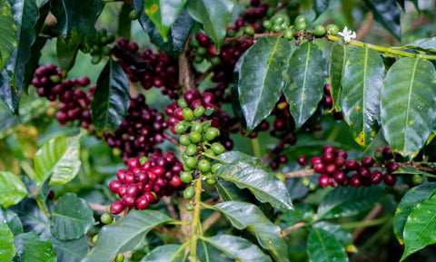 Peruvian Coffee Farm