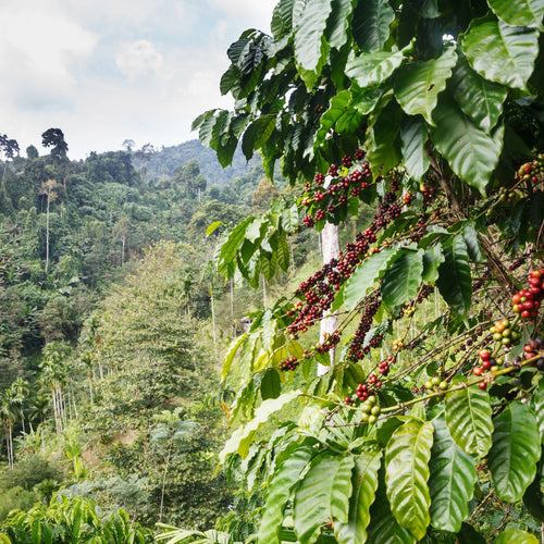 Guatemala coffee processing facility supporting small farmers