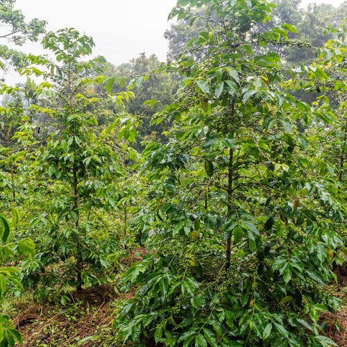 Ethiopian coffee plants growing at high altitude in Sidama region