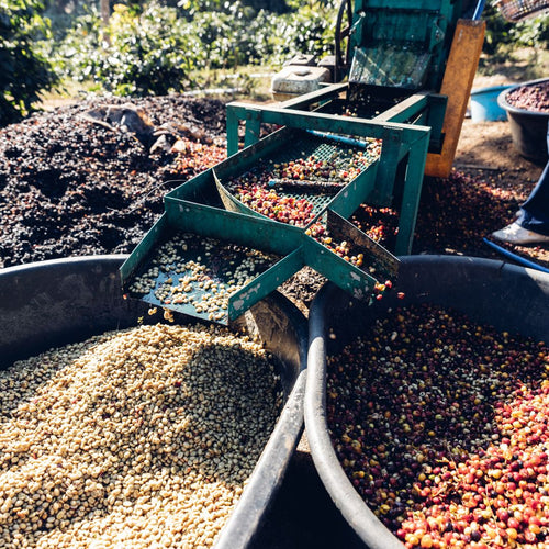 Sustainable coffee farming in harmony with Peru native forest