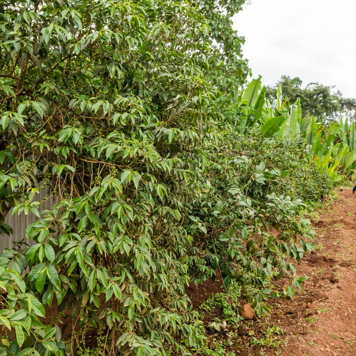 OCFCU Ethiopian coffee cooperative farm in Sidama region