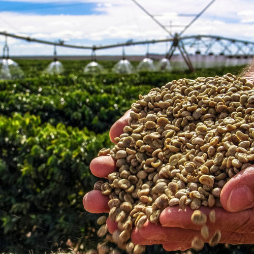 Guatemala coffee farm with volcanic mountains in background