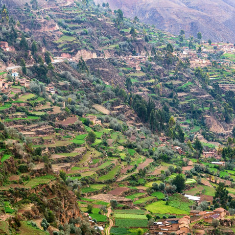 camera shot of peruvian coffee farm