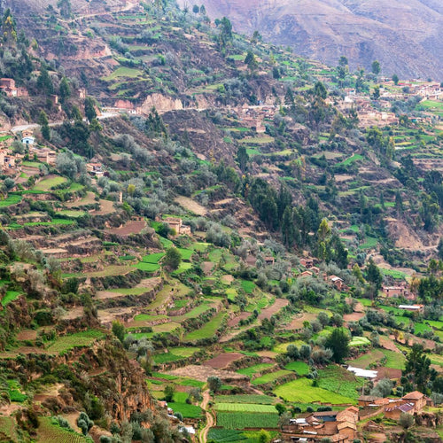 Peru coffee farms in Selva Alta forest ecosystem