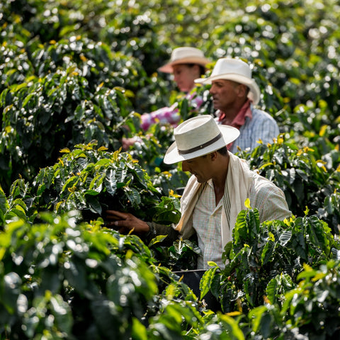 Men working at a coffee farm collecting coffee beans