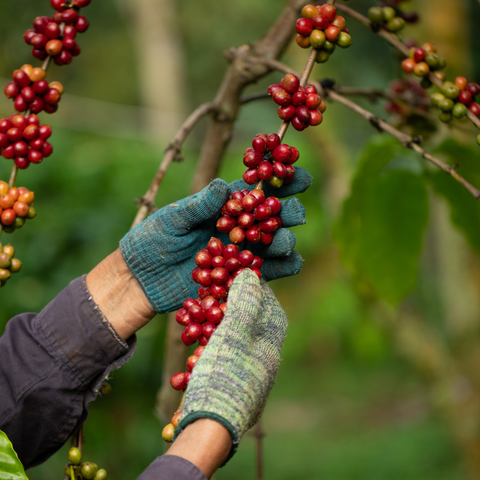 woman picking coffee beans
