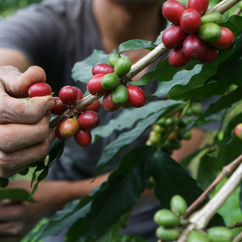farmer picks up ripped fruit from a coffee tree
