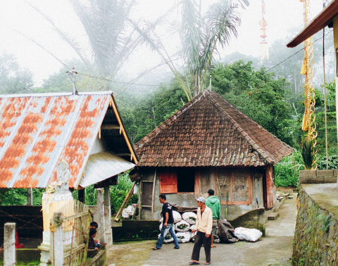 kintamani bali coffee farm