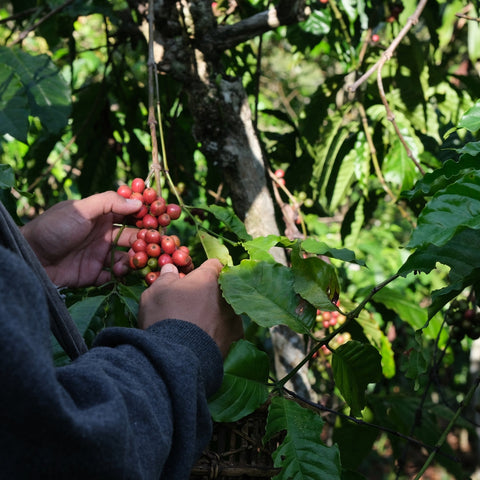 Sumatra Coffee: Earthy, Bold, and Perfect for Winter Mornings