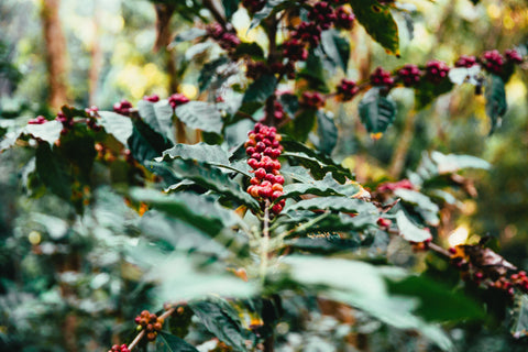 Coffee Crisis 2025: How Climate Change and Rising Prices Are Reshaping the Global Coffee Industry