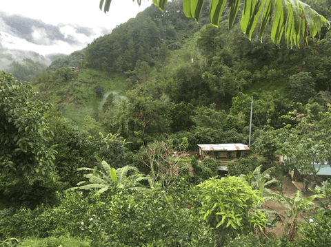 The Journey of Coffee: From Farm to Your Cup - Everyday People Coffee & Tea