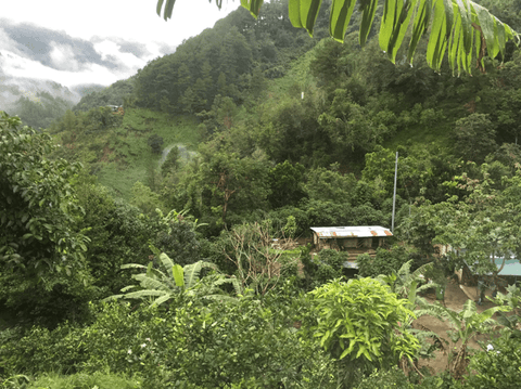 The Journey of Coffee: From Farm to Your Cup - Everyday People Coffee & Tea