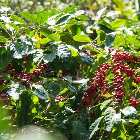 Red coffee beans on a coffee farm
