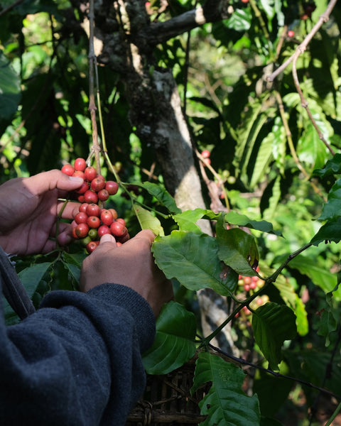 Matari Tea Yemen Mocha Matari Coffee | Single Origin | Everyday People Coffee ...